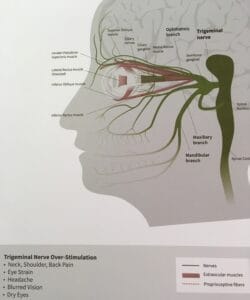 Trigeminal Nerve
